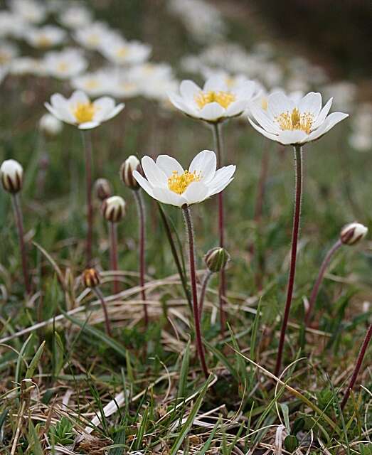 Imagem de Dryas octopetala L.