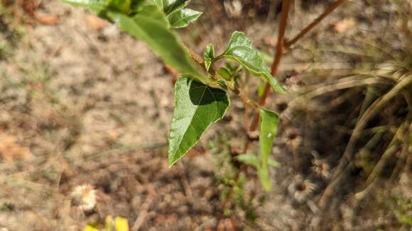 Image of cucumberleaf sunflower