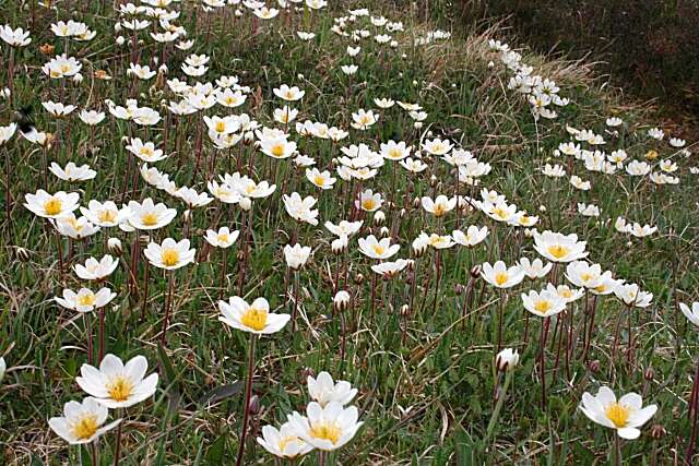 Imagem de Dryas octopetala L.