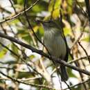 Image of Hangnest Tody-Tyrant