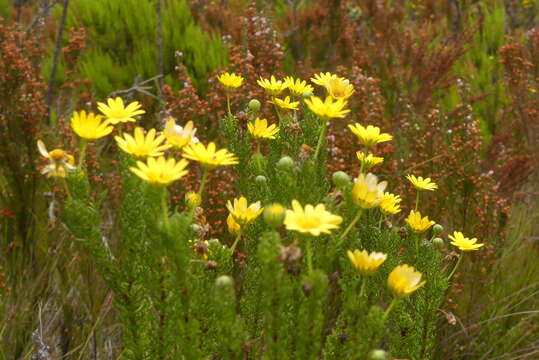 Imagem de Euryops pinnatipartitus (DC.) B. Nordenst.