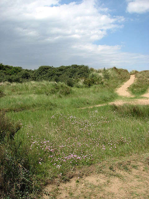 Image of thrift seapink