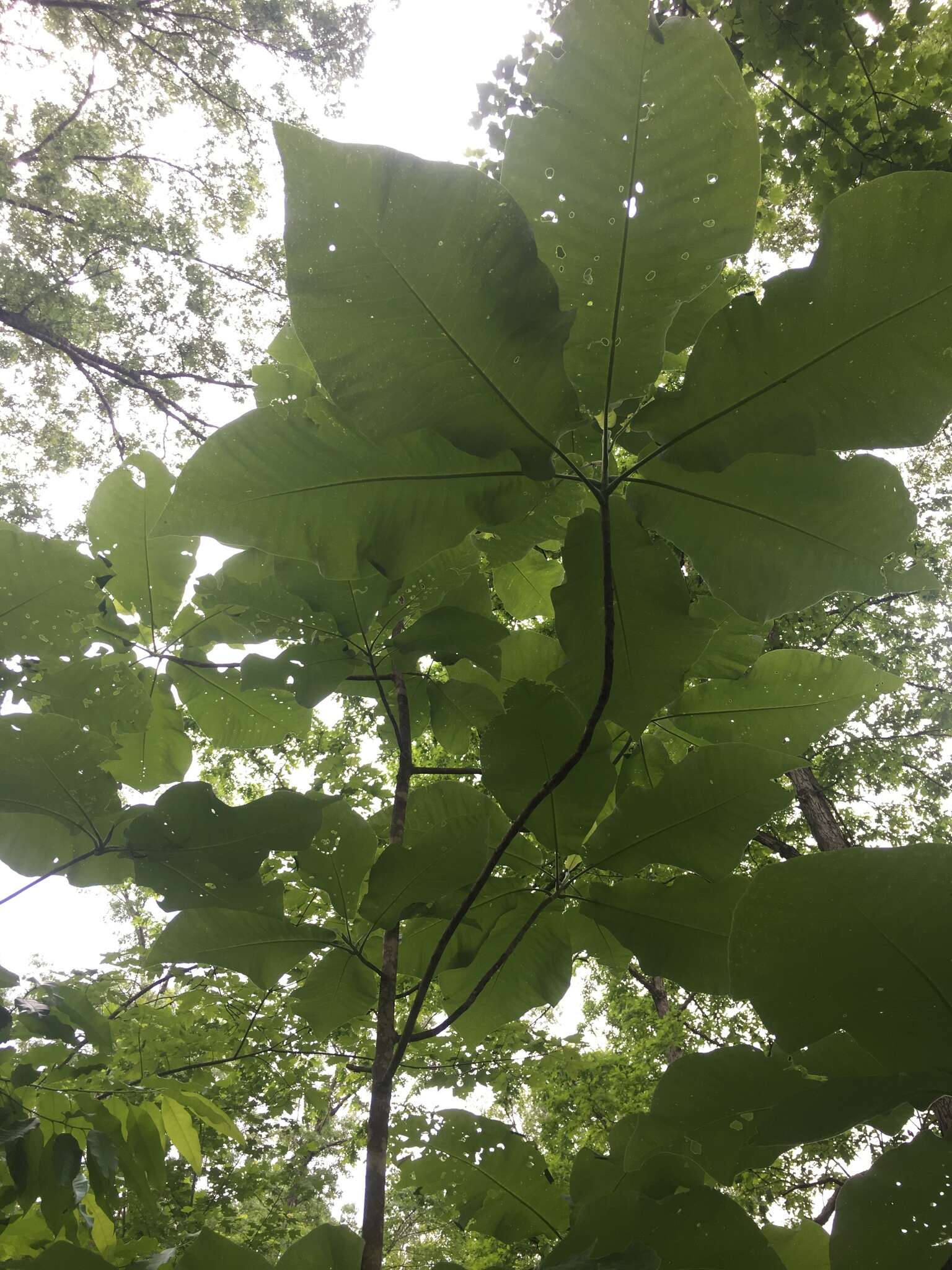 Image of Big-Leaf Magnolia