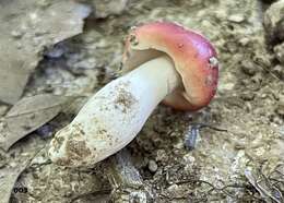 Image of Russula pseudopeckii Fatto 1998