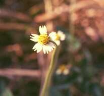 Image de Tridax procumbens L.