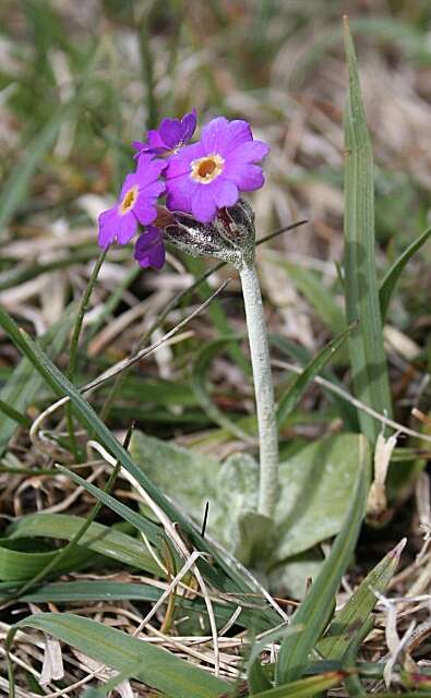 Image of Scottish primrose