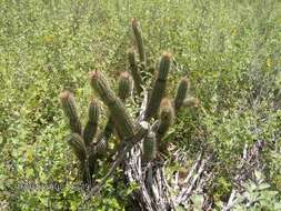 صورة Arrojadoa rhodantha (Gürke) Britton & Rose