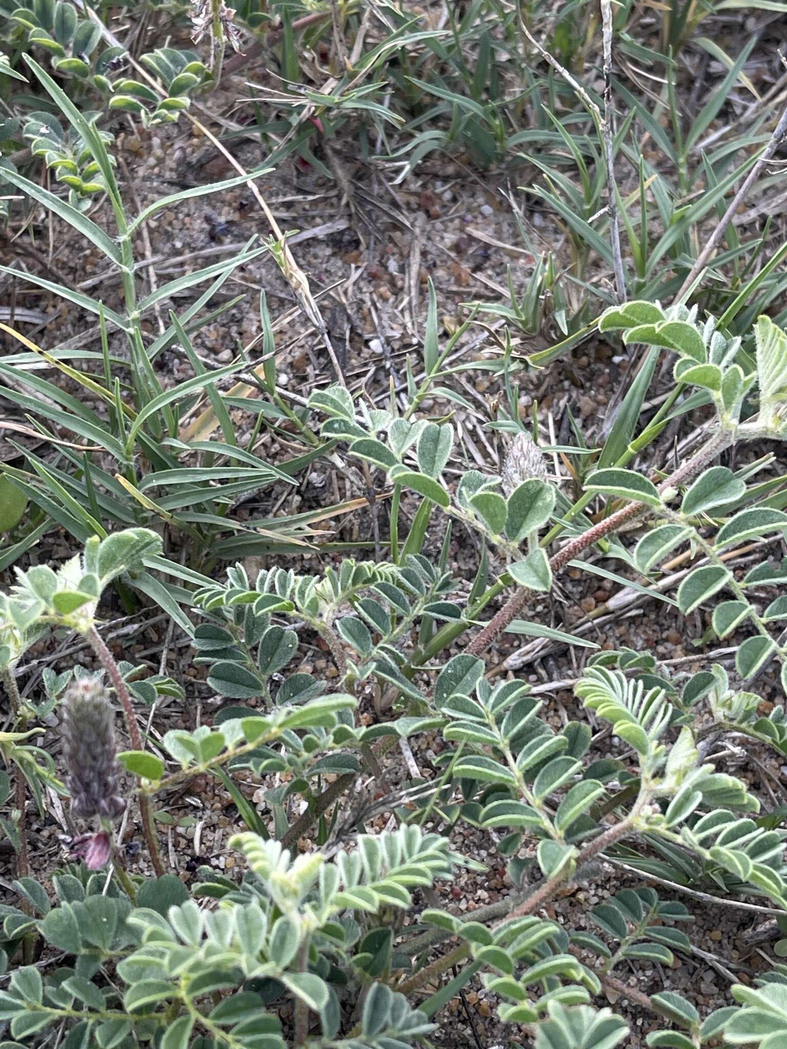 Imagem de Indigofera daleoides var. daleoides