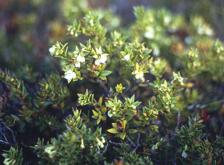 Image of Gaultheria mucronata (L. fil.) E. J. Remy