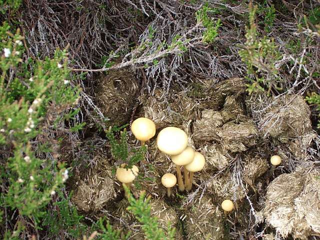 صورة Protostropharia semiglobata (Batsch) Redhead, Moncalvo & Vilgalys 2013