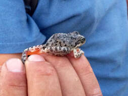 Image of California Chorus Frog