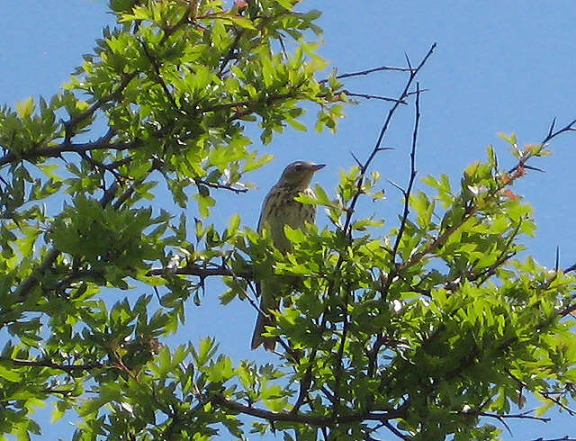 Image of Tree Pipit