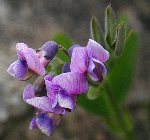 Vicia orobus (rights holder: Anne Burgess)