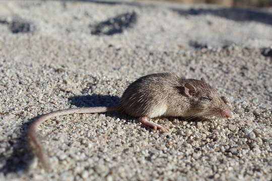 Image of spiny pocket mouse