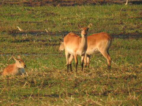 Image of Lechwe -- Southern Lechwe