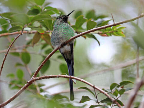 Image of Green-tailed Trainbearer