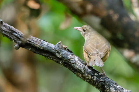 Sivun Colluricincla rufogaster Gould 1845 kuva