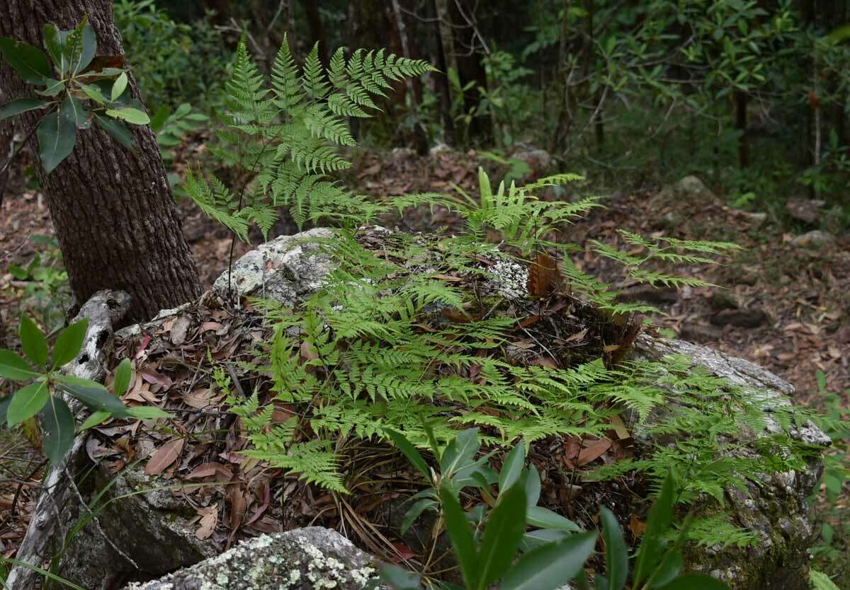 Image of Davallia denticulata (Burm. fil.) Mett. ex Kuhn