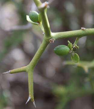 Plancia ëd Carissa haematocarpa (Eckl.) A. DC.