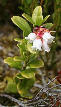 Image of bearberry