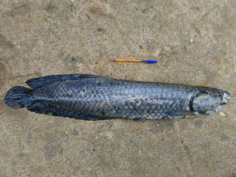 Image of African arowana