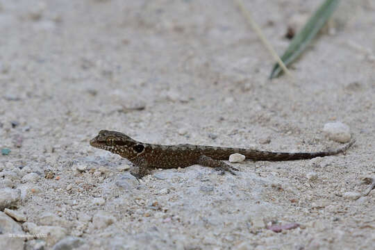 Image of Saint George Island Gecko
