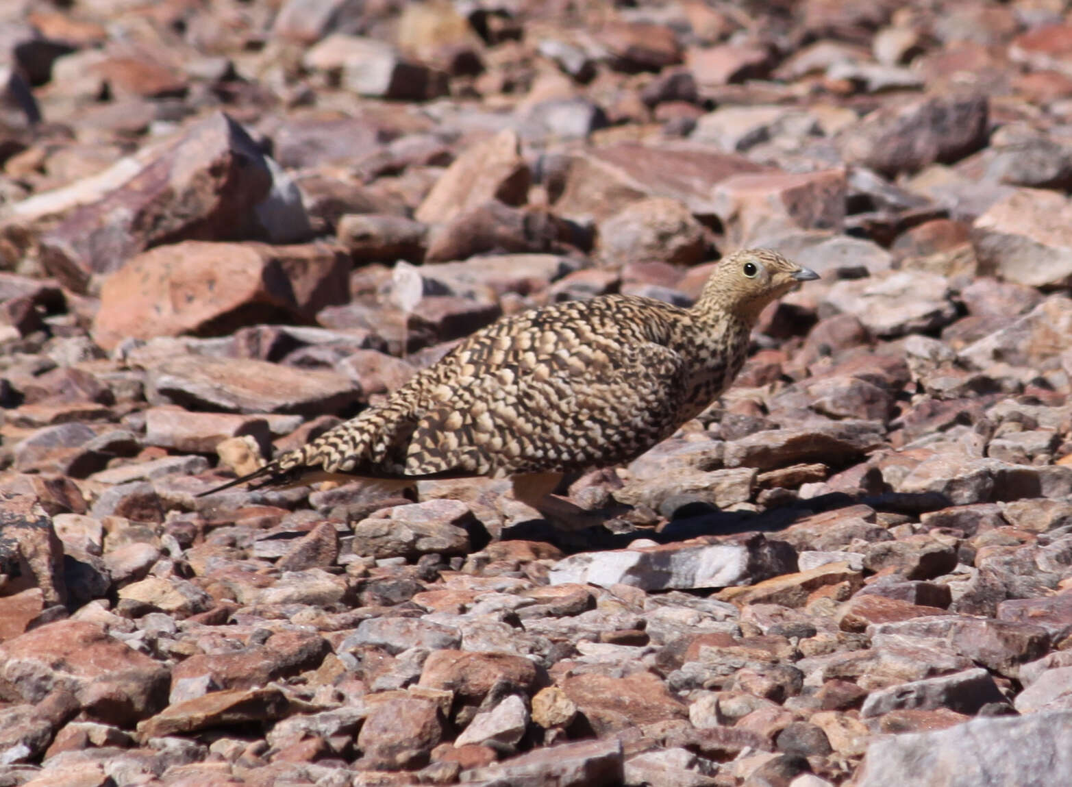 Image of Namaqua Sandgrouse