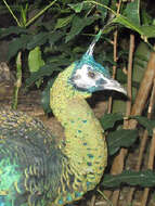 Image of Green Peafowl