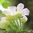 Image of Heaven Lotus Tree