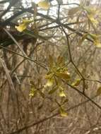 Image de Encyclia aspera (Lindl.) Schltr.