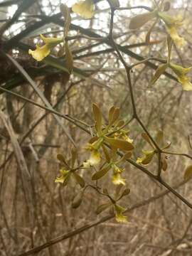 Image of Encyclia aspera (Lindl.) Schltr.