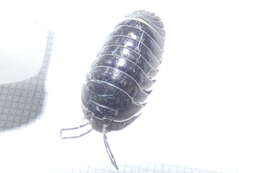 Image of Southern Pill Woodlouse