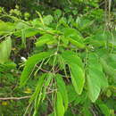 Image of Mimosa caesalpiniifolia Benth.