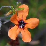 صورة Drosera miniata Diels