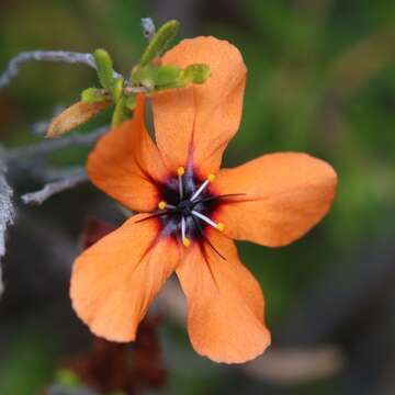 Image of Drosera miniata Diels