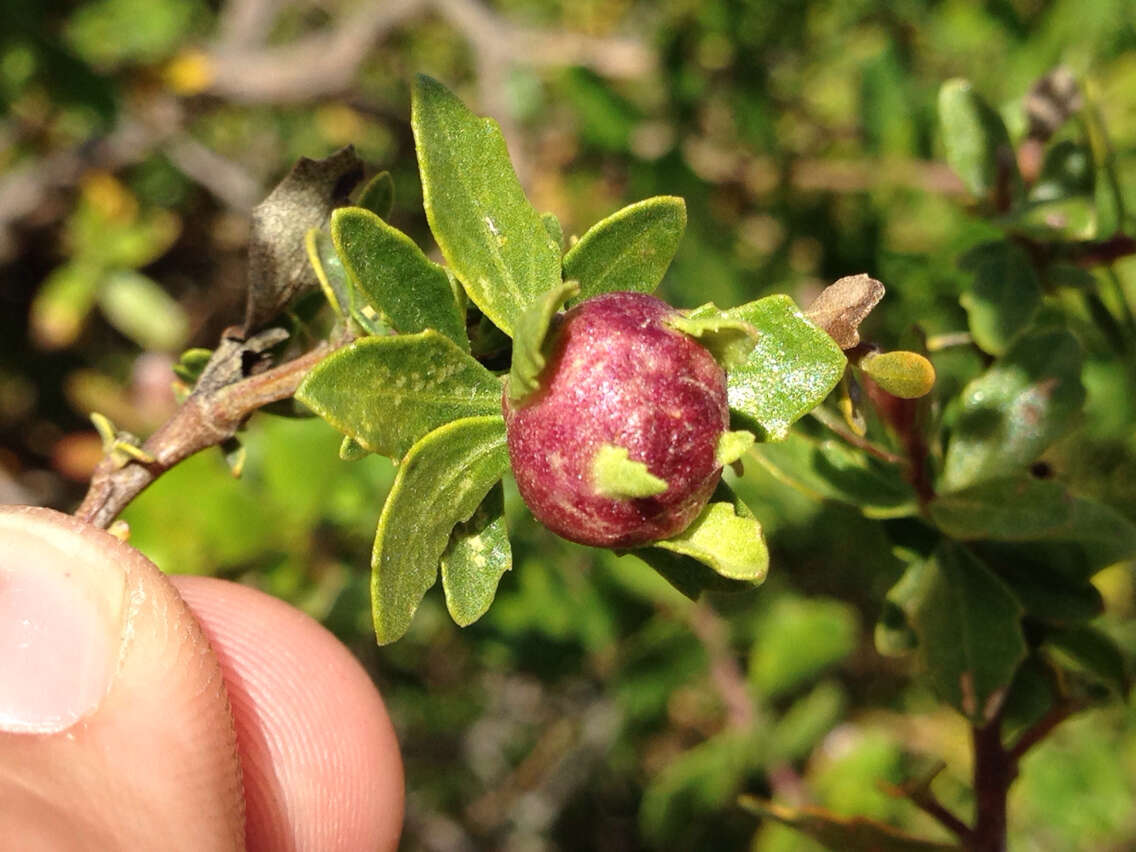 Image of Coyote Brush Bud Gall Midge