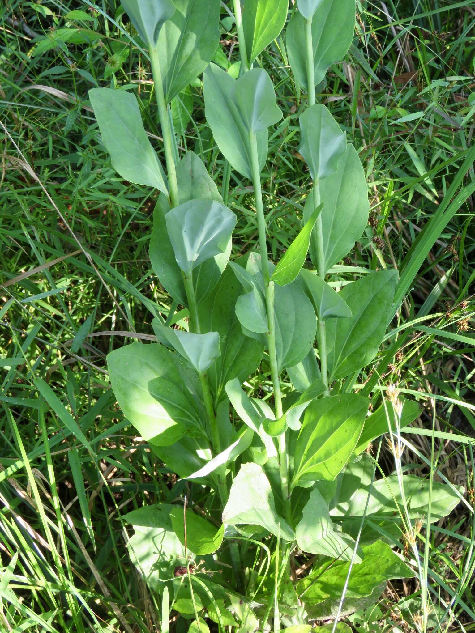 Image of Arnoglossum ovatum (Walter) H. Rob.