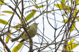 Image of Rough-legged Tyrannulet