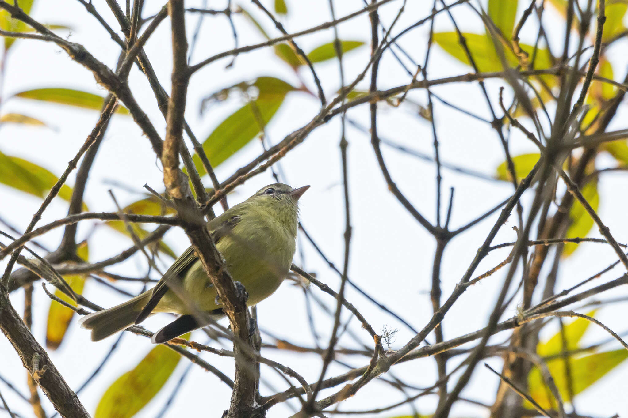 Image of Rough-legged Tyrannulet