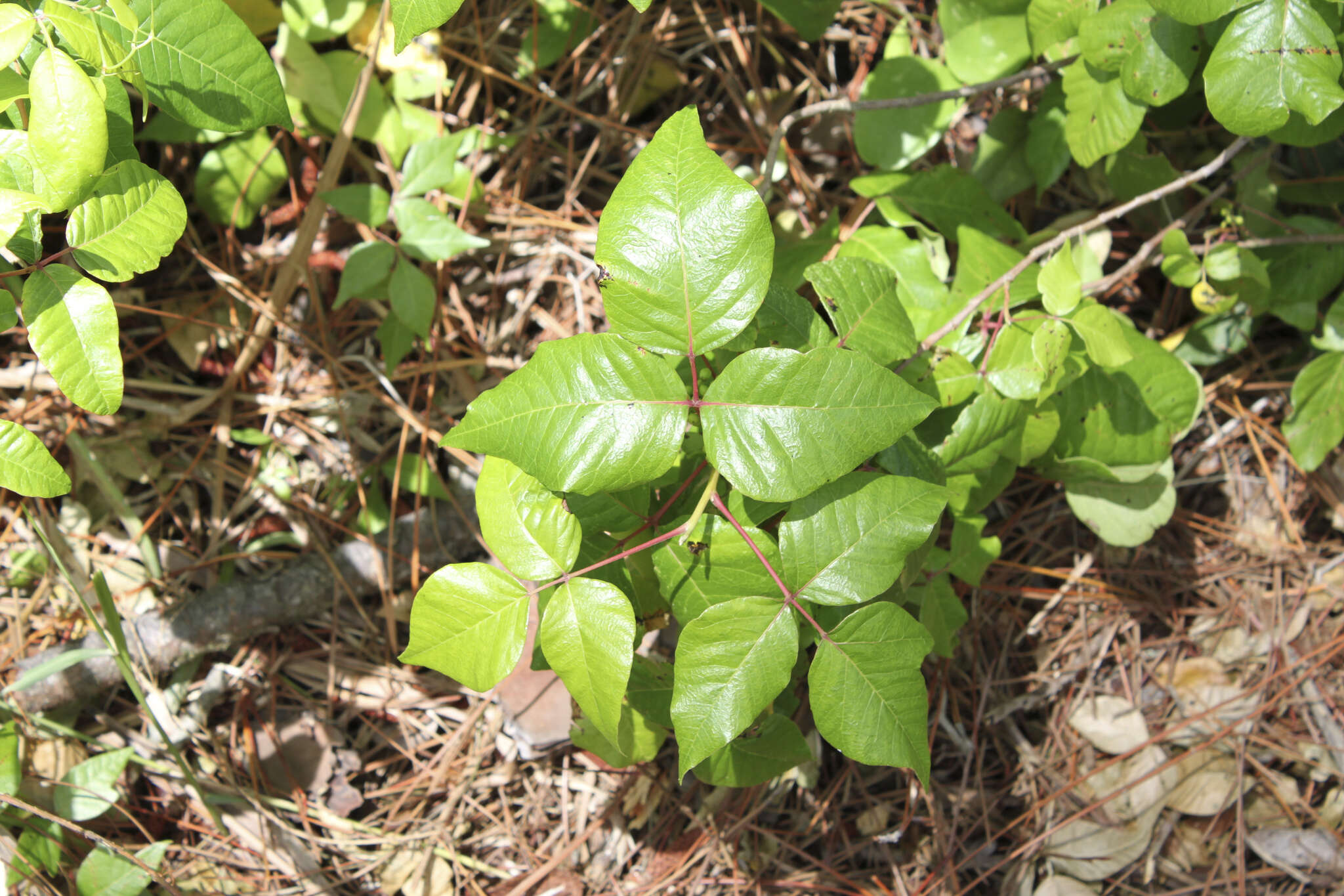 Image of eastern poison ivy