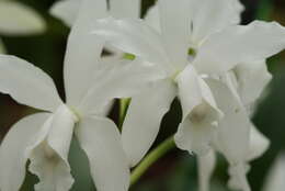 Imagem de Cattleya intermedia Graham ex Hook.