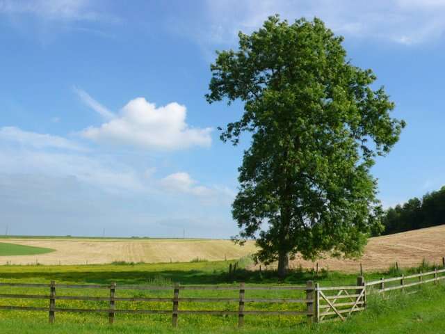 Image of European ash