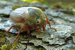 Image of Common cockchafer