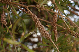 صورة Callistemon citrinus (Curtis) Skeels