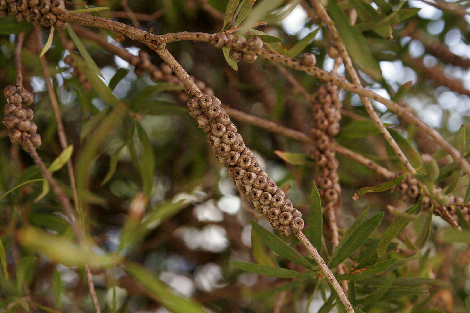 صورة Callistemon citrinus (Curtis) Skeels