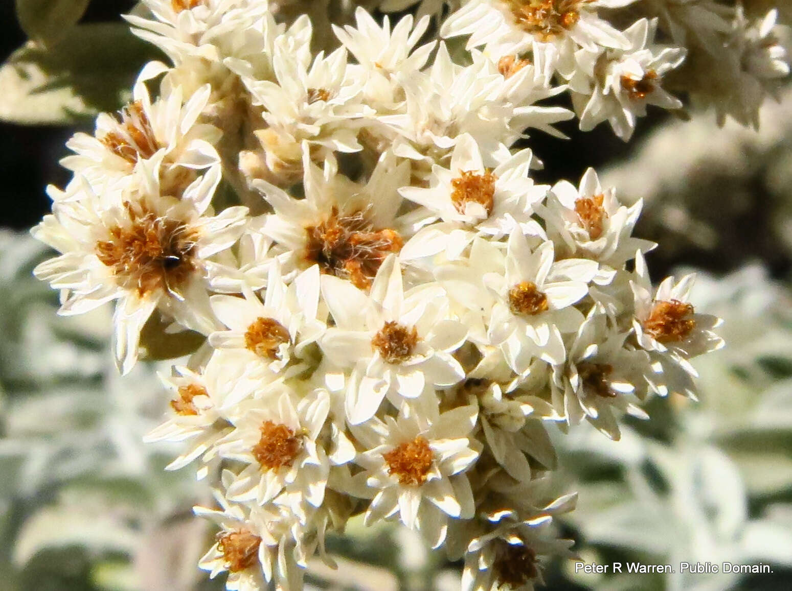 Слика од Helichrysum sutherlandii Harv.