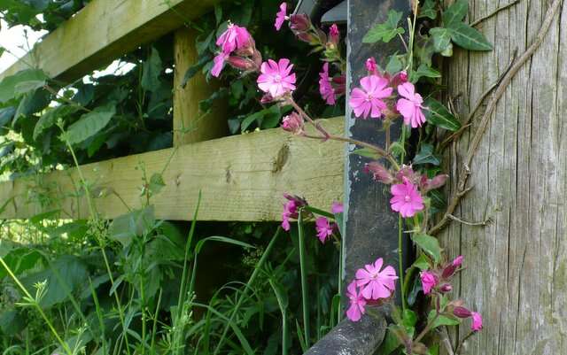 صورة Silene dioica (L.) Clairv.