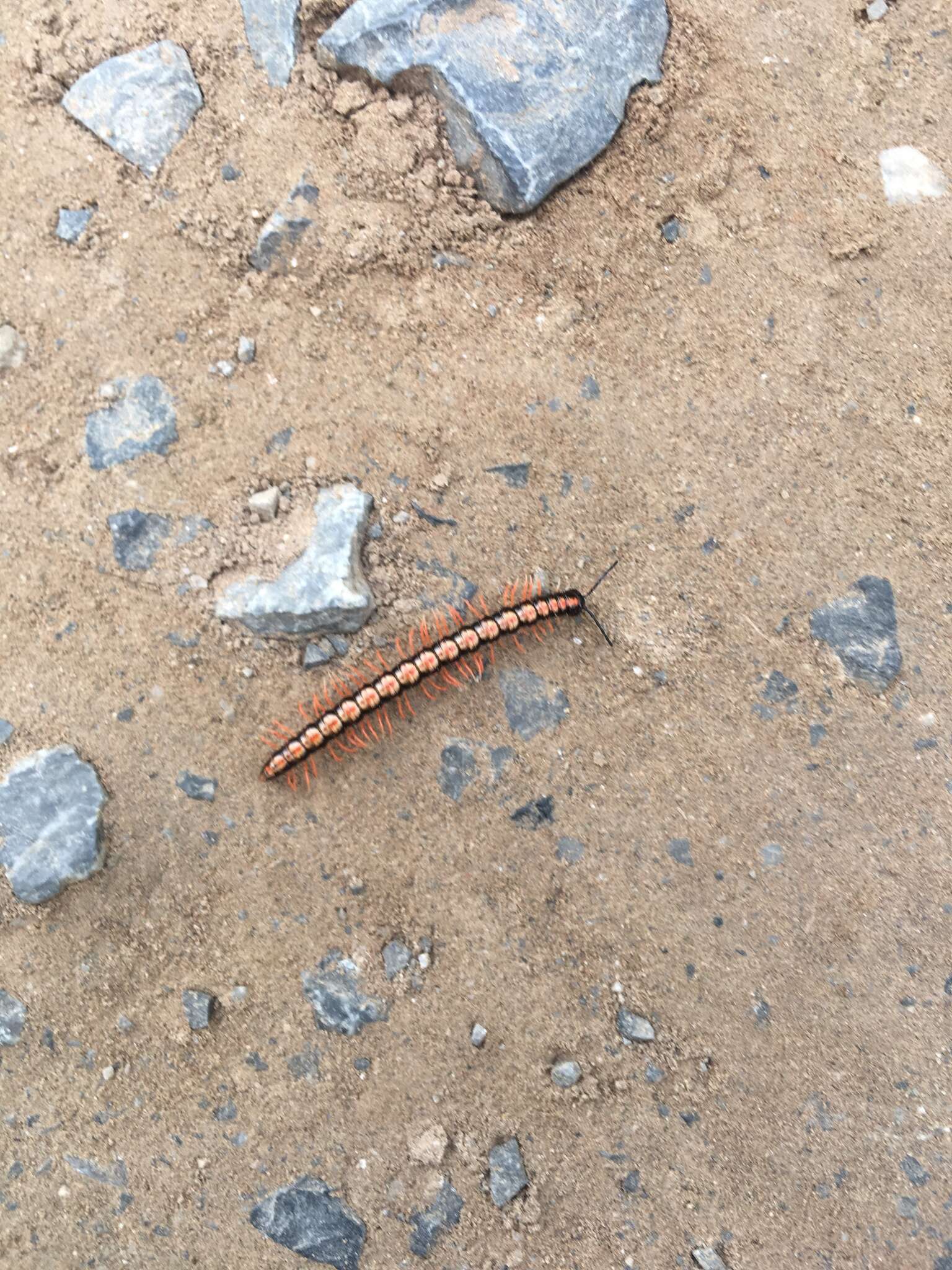 Image of Millipede