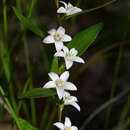 Crowea angustifolia var. platyphylla Benth.的圖片