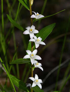 Image of Crowea angustifolia var. platyphylla Benth.